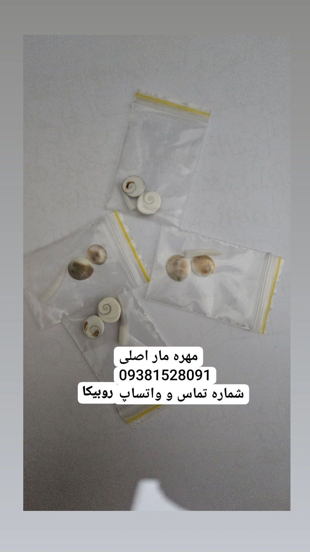 مهره مار اصل